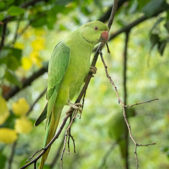 Ring parakeet store